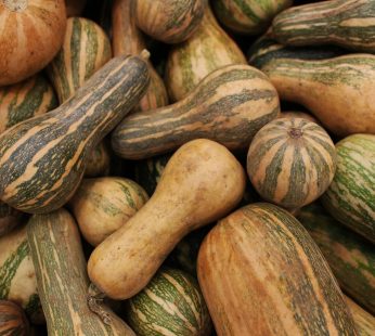Courge entière de Sourribes