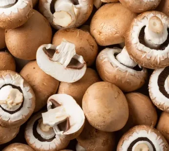 Champignon brun FR