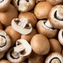 Champignon brun FR
