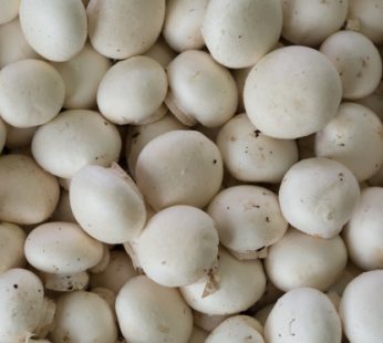 Champignon de Paris Pologne