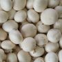Champignon de Paris Pologne