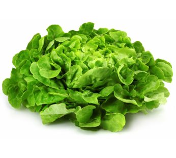 Feuille de chêne