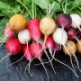 Radis ancien couleur