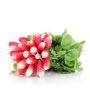 Radis rose botte