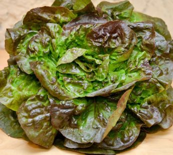 Rougette