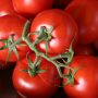 Tomate grappe
