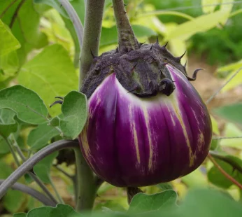 Aubergine ronde de Naples
