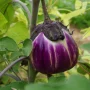 Aubergine ronde de Naples
