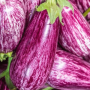 Aubergine striée