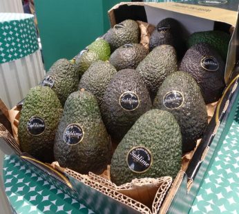 Avocat sublime gold