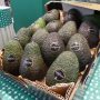 Avocat sublime gold