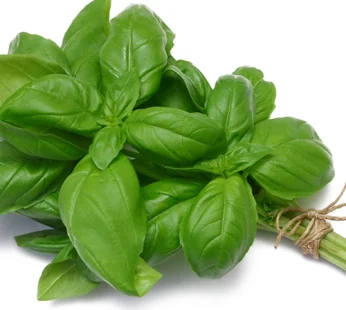 Basilic bouquet