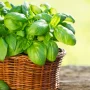 Basilic pot italien grosse feuille petite feuille pourpre citron