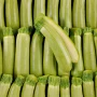 Courgette blanche