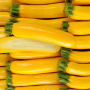 Courgette jaune