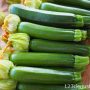 Courgette mini