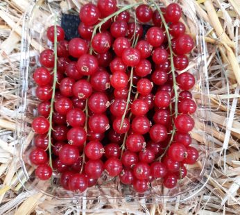 Groseille 125g
