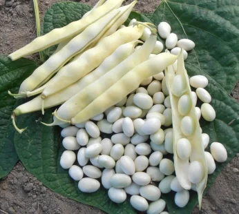 Haricot coco blanc