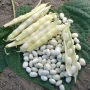 Haricot coco blanc