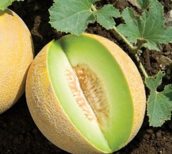 Melon vert