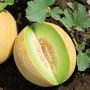 Melon vert