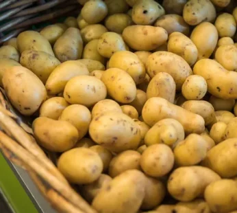 Pomme de terre grenaille lavée