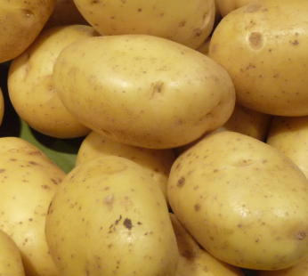 Pomme de terre nouvelle type monalisa