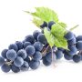 Raisin muscat