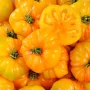 Tomate ancienne ananas