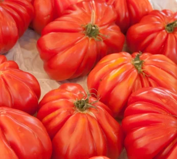 Tomate ancienne coeur de boeuf