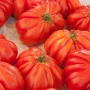 Tomate ancienne coeur de boeuf