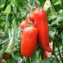 Tomate ancienne cornue