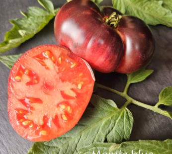 Tomate ancienne mamy blue