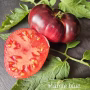 Tomate ancienne mamy blue
