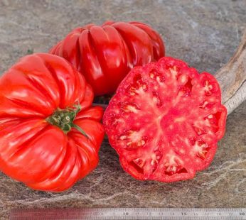 Tomate ancienne marmande