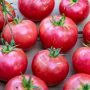 Tomate ancienne rose de berne