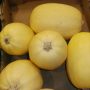 Courge spaghetti