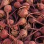 Betterave chioggia