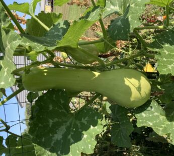 Courge longue de Nice