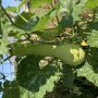 Courge longue de Nice
