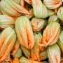 Courgette fleur barquette