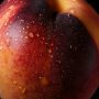 Jus Nectarine jaune 1L