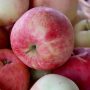 Pomme Gala nouvelle récolte Ribiers