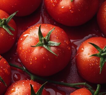 Tomate ronde